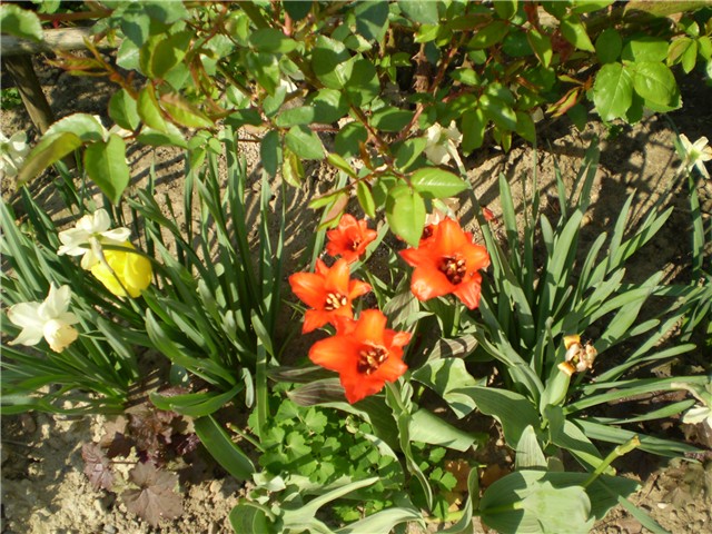 tulipan